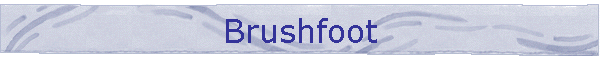 Brushfoot