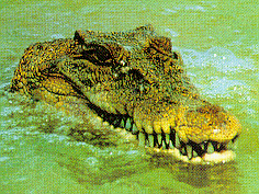 Saltwater crocodile 41.8K