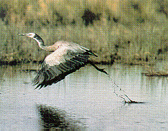 Heron 43.4K