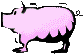 pig