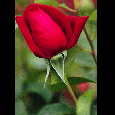 A Rose for You
