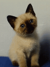 Kittens!