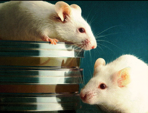 mouse
