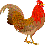 Rooster