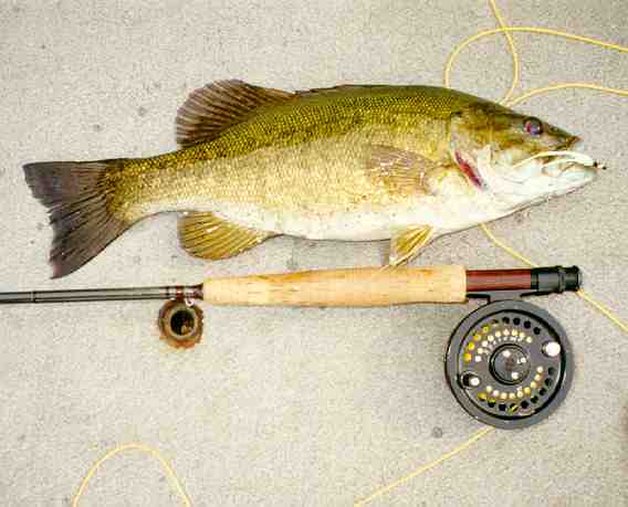 The first smallie on one of my streamers - Kevin caught it Spring 99