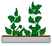 catnipbox.gif - 1391 Bytes