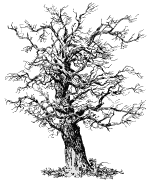 oldtree.gif (7327 bytes)