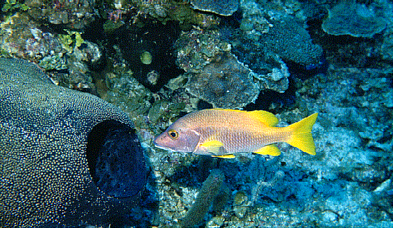 A French Grunt On The Reef