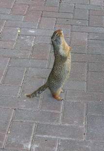 Columbian Ground Squirel