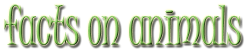 animals
