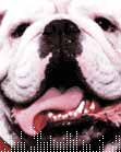 Georgia Bulldogs Website!