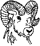 ram