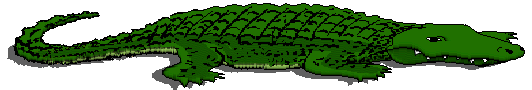 Gator Pic
