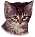 Miaaooooooo