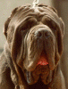 elite.gif (8316 bytes)