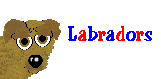 Labradors