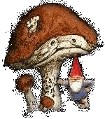 Image of a gnomemush