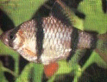 barbo1.gif (19701 bytes)
