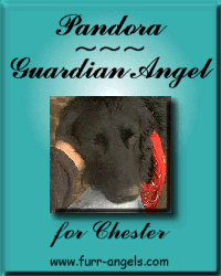 Guardian Angel to Chester