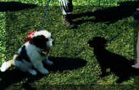 Verbi the toy poodle meets a St. Bernard puppy at the St. Louis kite festival (40757 bytes)