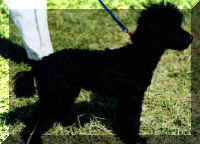 Verbi, toy poodle puppy extraordinaire (27001 bytes)
