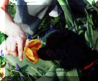 Taking the time to smell the flowers (17152 bytes)