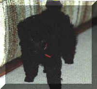 Verbi, a toy poodle with an attitude(16935 bytes)
