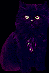 purple cats are also goth