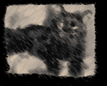 Charcoal cat