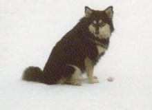 saima i snön.gif (23807 bytes)