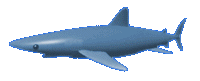 shark.gif