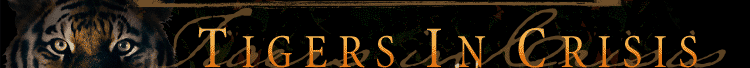 tigers in crisis
