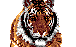 tiger image