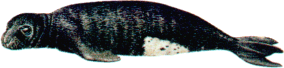 Cría