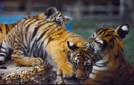 Cubs