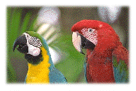 Parrots