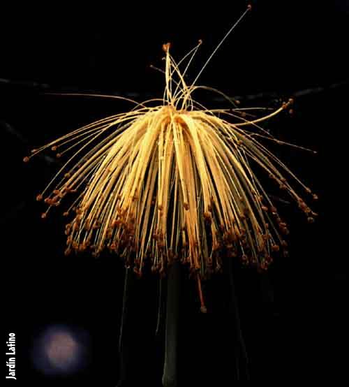 Bombacaceae.JPG (29427 bytes)