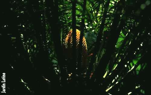 Cycas.JPG (17880 bytes)