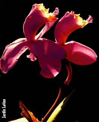 Orquidaceae.JPG (15018 bytes)