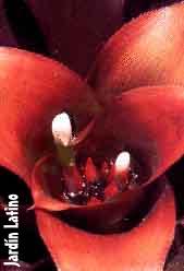 bromelia.JPG (6445 bytes)