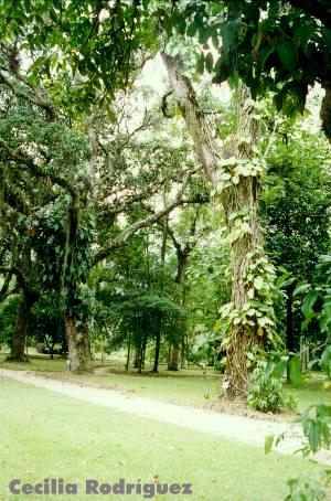 image21.JPG (45960 bytes)