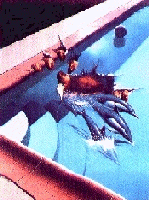 gif file