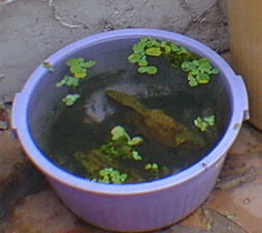 Aquarium