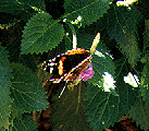 picture of a Red Admiral on Portersweed