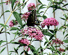 Picture of Eastern Black Swallowtail on Purple Butterfly Bush