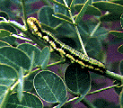 The picture of a Cloudless Sulphur caterpillar on Cassia