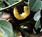 Picture of Cloudless Sulphur chrysalis on Cassia plant