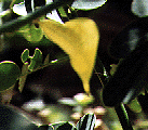 Picture of Cloudless Sulphur chrysalis - stage two on Cassia plant