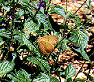 Picture of the Cloudless Sulphur