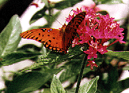 picture of fritillary on pentas